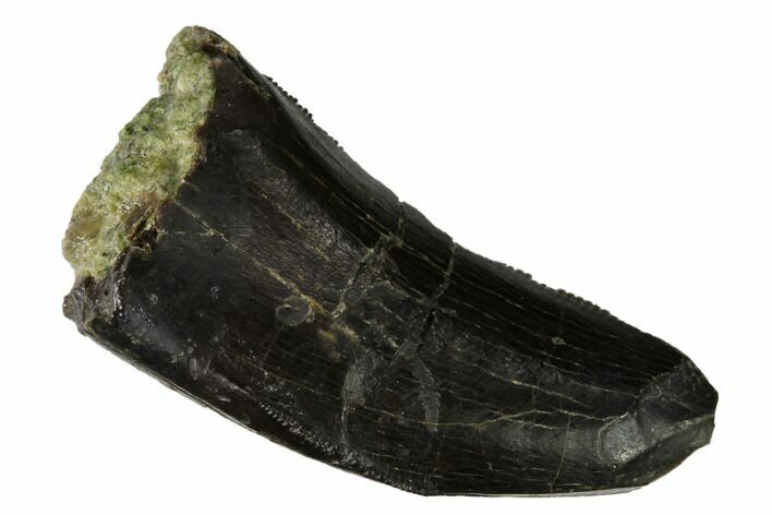 Serrated Tyrannosaur Tooth - Two Medicine Formation #165953